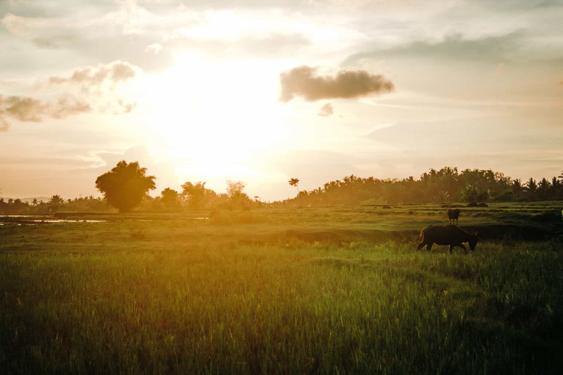 Rice fields in Central Luzon, Philippines